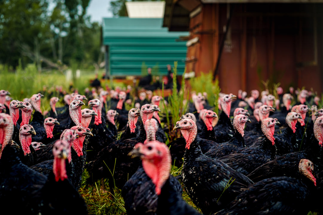 Pasture Raised Holiday Turkey