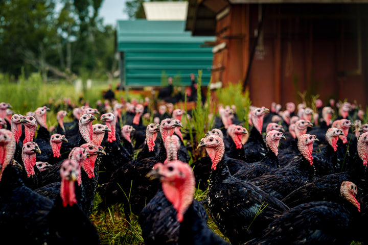 Pasture Raised Holiday Turkey