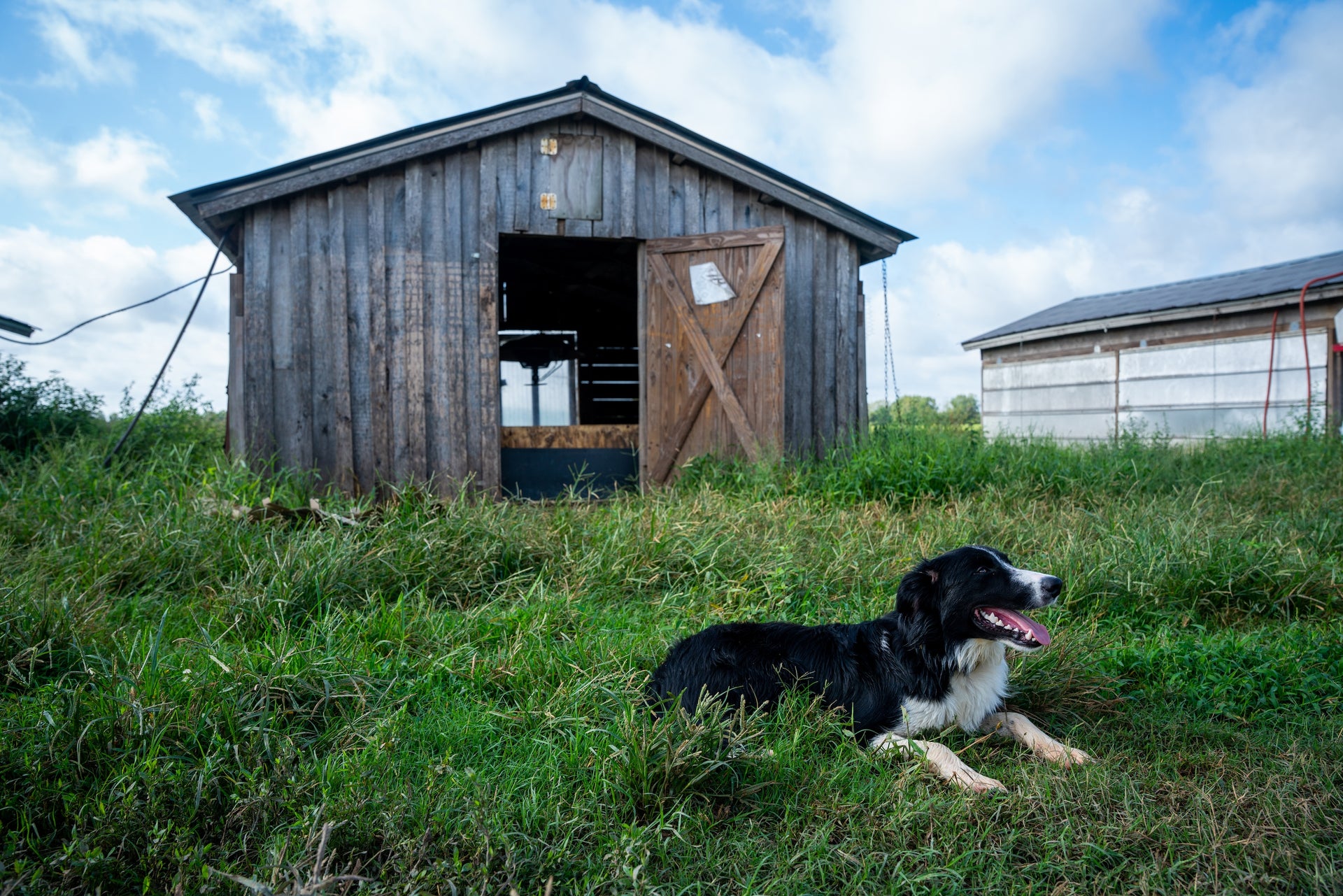Safe Pastures For Older Dogs preview