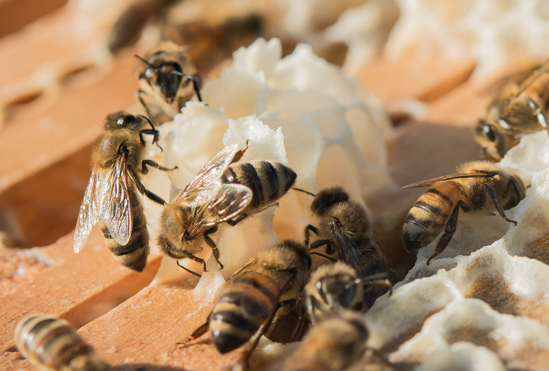 Beekeeping One-on-One