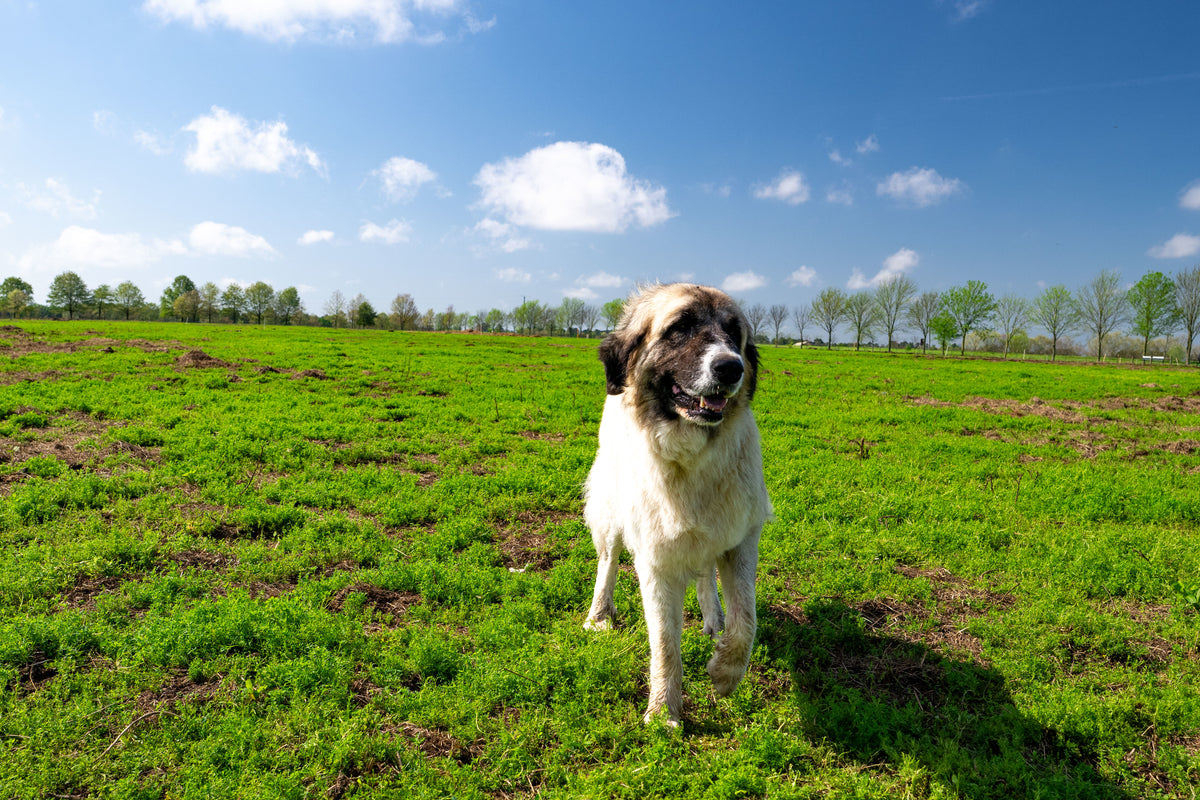 Picture of For Your Pet – White Oak Pastures