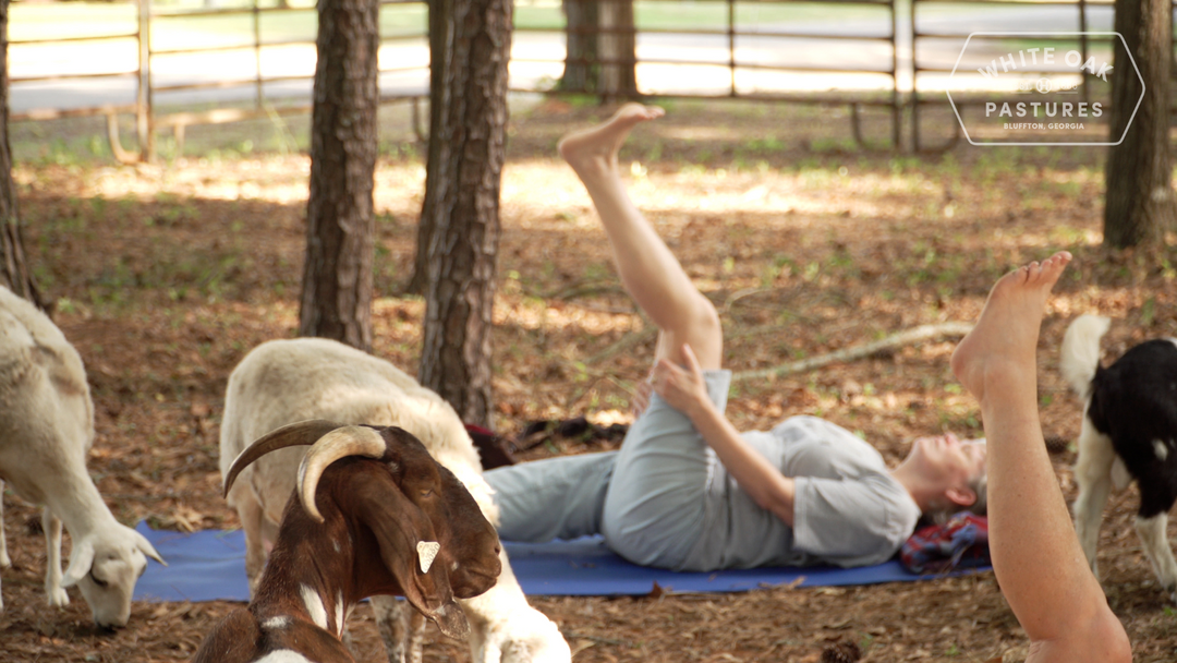 Goat Yoga 