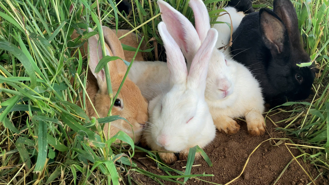 Homeschool Enrichment: Pastured Rabbits