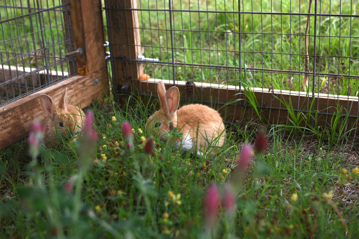 Homeschool Enrichment: Pastured Rabbits